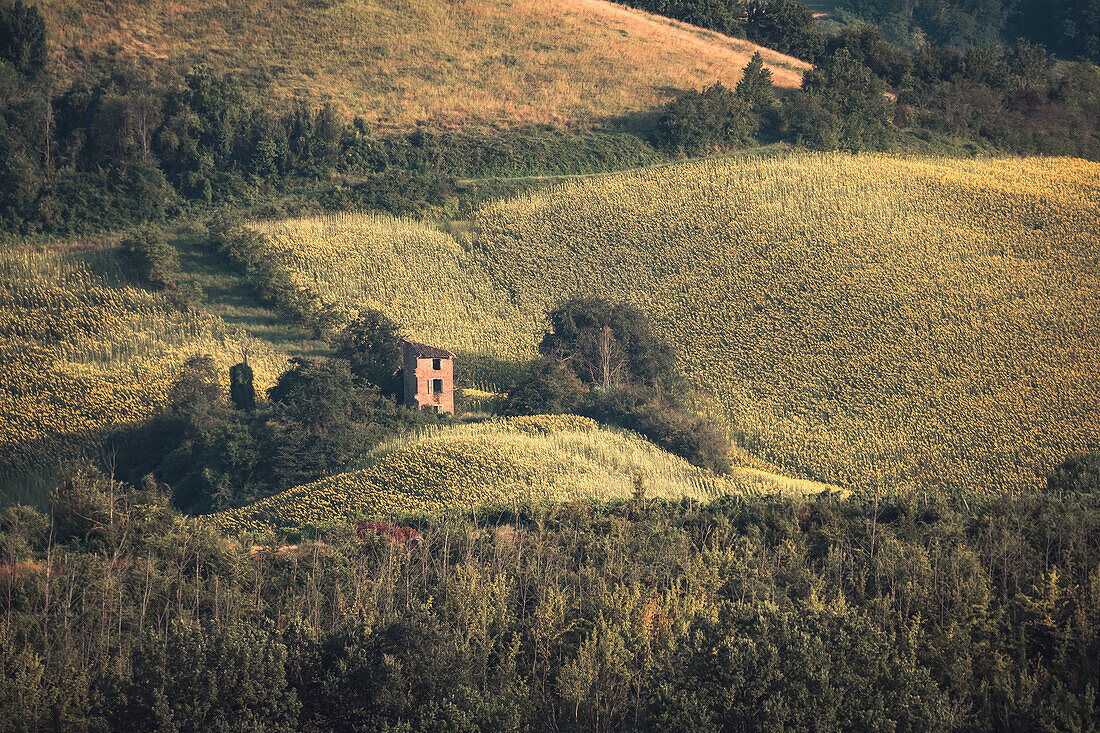 Eine verlassene Ruine inmitten von Sonnenblumenfeldern in der italienischen Landschaft, Emilia Romagna, Italien, Europa