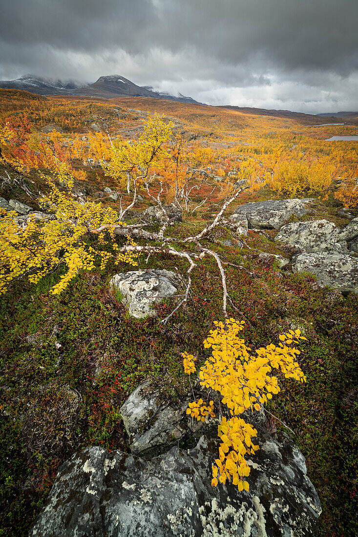 Blick auf Hängebirke (Betula pendula) und Fjälls, Herbstfarbe, Norwegen, Skandinavien, Europa