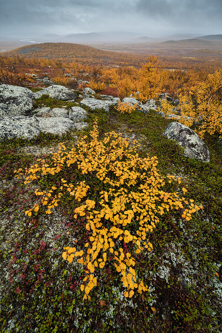 Blick in Richtung Tarvantovaara Wilderness Area mit herbstlich gefärbten Birken,Finnland,Europa