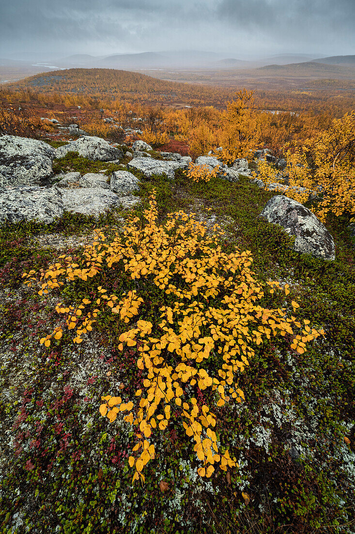 View looking towards Tarvantovaara Wilderness Area with silver birch in autumn colour,Finland,Europe