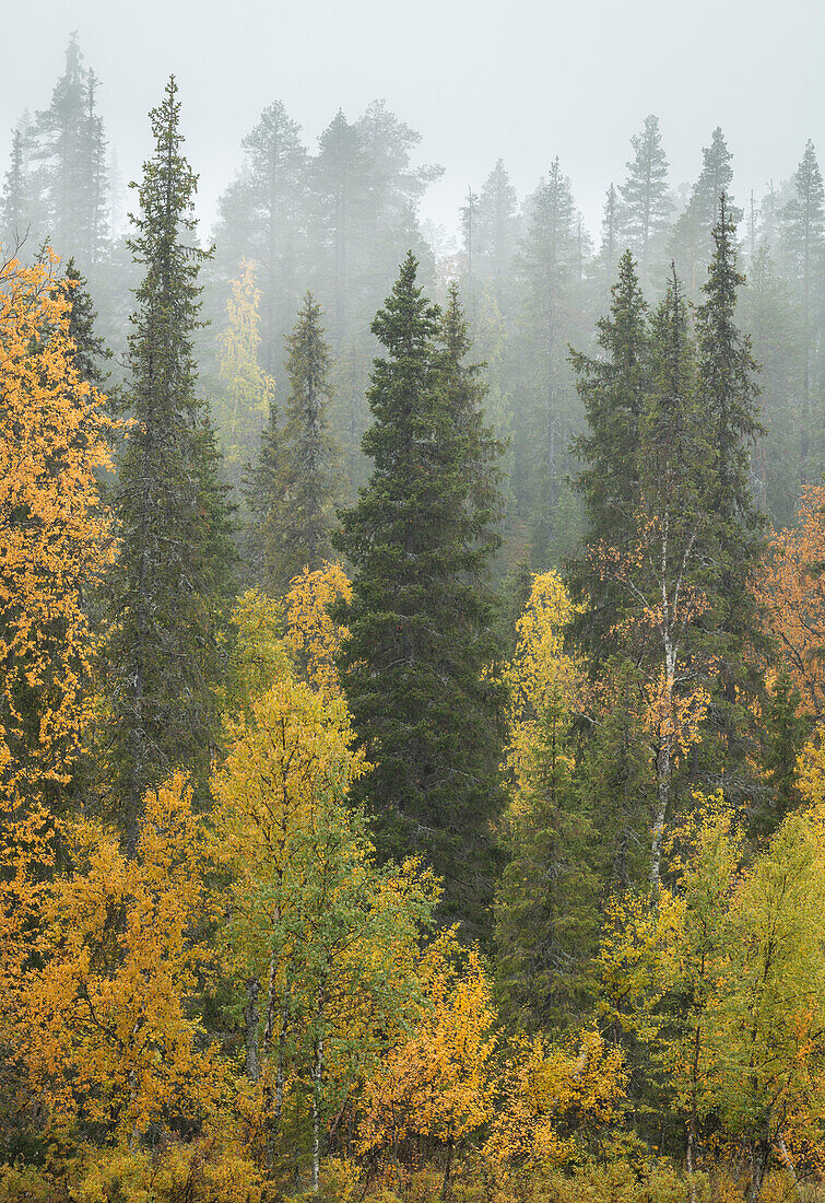 Silberbirke und Kiefern im Nebel, Taiga-Wald, Herbstfärbung, Finnland, Europa