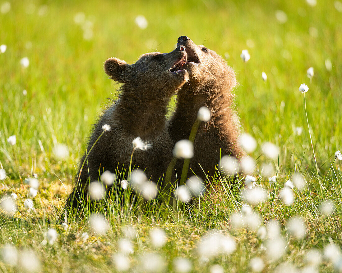 Eurasischer Braunbär (Ursus arctos arctos) spielt auf einer Baumwollgraswiese,Finnland,Europa