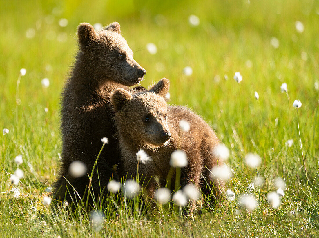 Eurasian brown bear (Ursus arctos arctos) cubs in cotton grass meadow,Finland,Europe