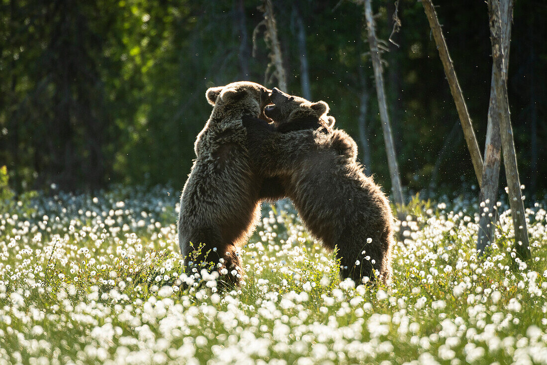 Eurasian brown bear (Ursus arctos arctos) sub-adults play fighting in cotton grass meadow,Finland,Europe