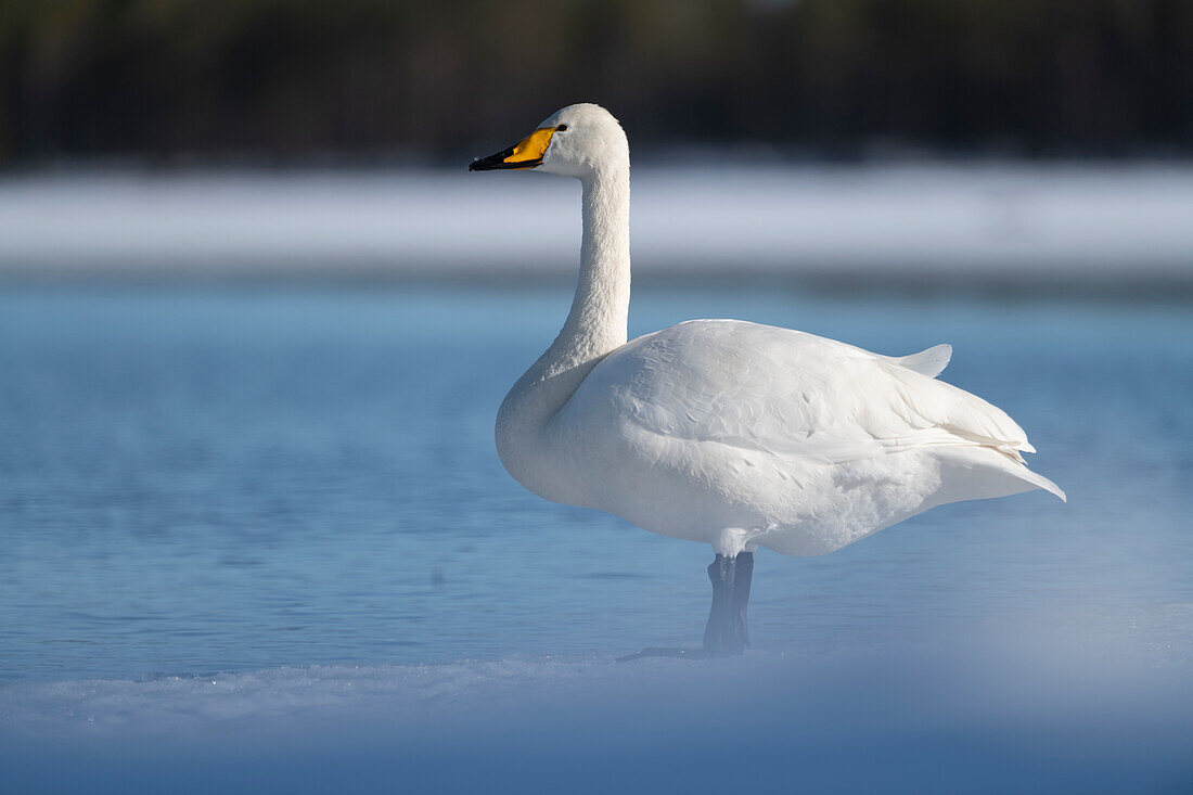 Whooper swan (Cygnus cygnus) standing on edge of partially frozen lake,Finland,Europe