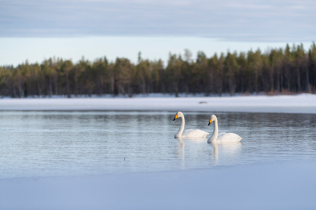 Singschwan (Cygnus cygnus) schwimmt im See,Finnland,Europa