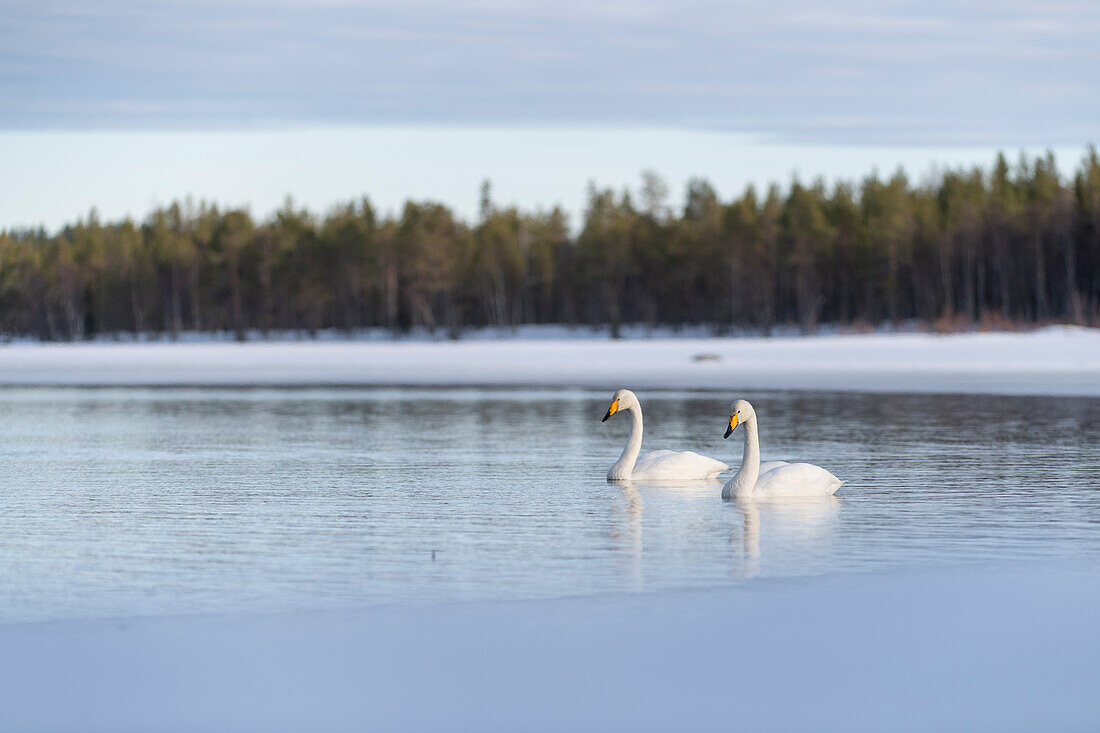 Whooper swan (Cygnus cygnus) swimming in lake,Finland,Europe