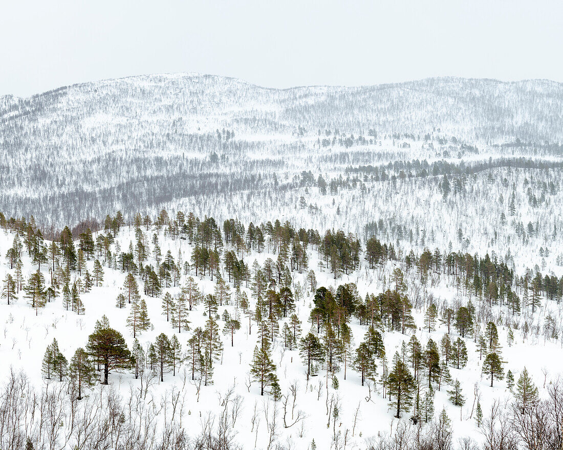 Schneebedeckte Hügel und Berge mit Kiefernwald, Anderdalen National Park, Senja, Troms og Finnmark, Norwegen, Skandinavien, Europa