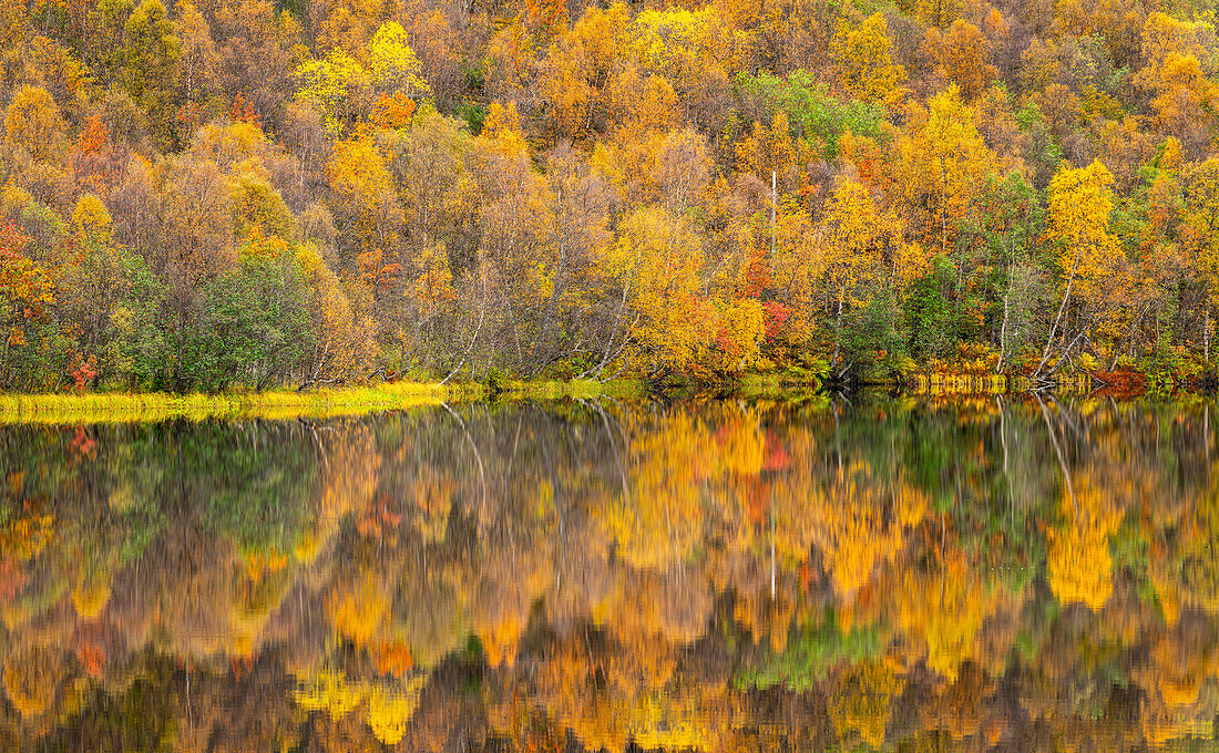 Silver birch reflected in lake in autumn,Senja,Troms og Finnmark,Norway,Scandinavia,Europe