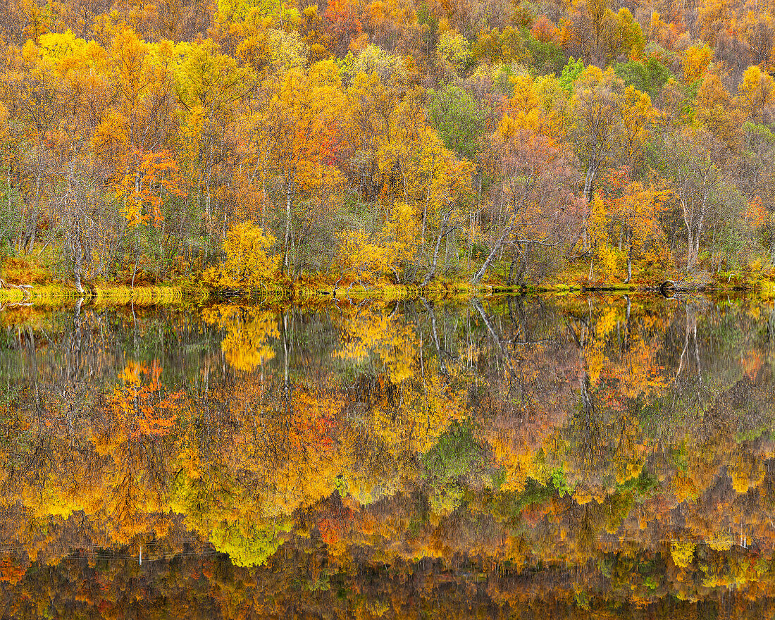 Silberbirke spiegelt sich im See im Herbst,Senja,Troms og Finnmark,Norwegen,Skandinavien,Europa