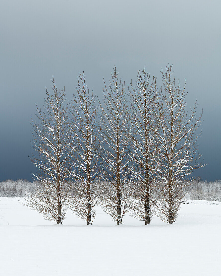 Trees in snowy field,Skogar,Iceland,Polar Regions