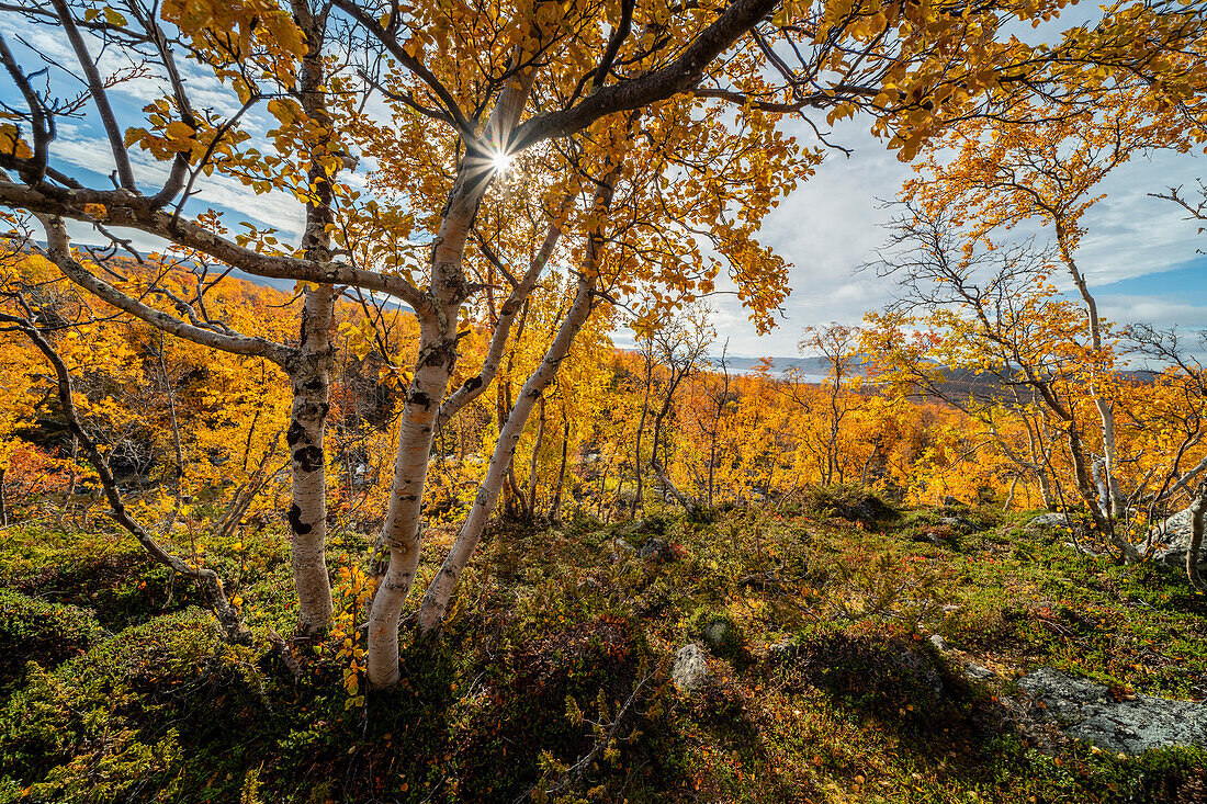 Hänge-Birke (Betula pendula) auf dem Gipfel eines Fjälls,Kilpisjarvi,Lappland,Finnland,Europa