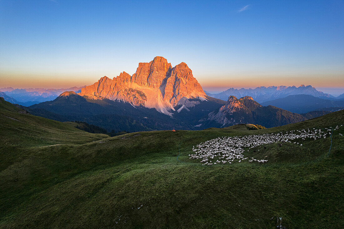 Luftaufnahme der Conca di Mondeval mit einer weidenden Schafherde und dem vom Sonnenuntergang beleuchteten Pelmo-Massiv, Giau-Pass, Belluno-Dolomiten, Region Venetien, Italien, Europa