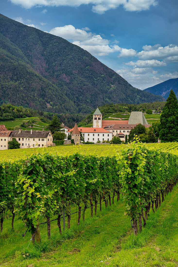 Vineyard around Neustift convent,in summer. Neustift Convent,Brixen,South Tyrol,Italy,Europe