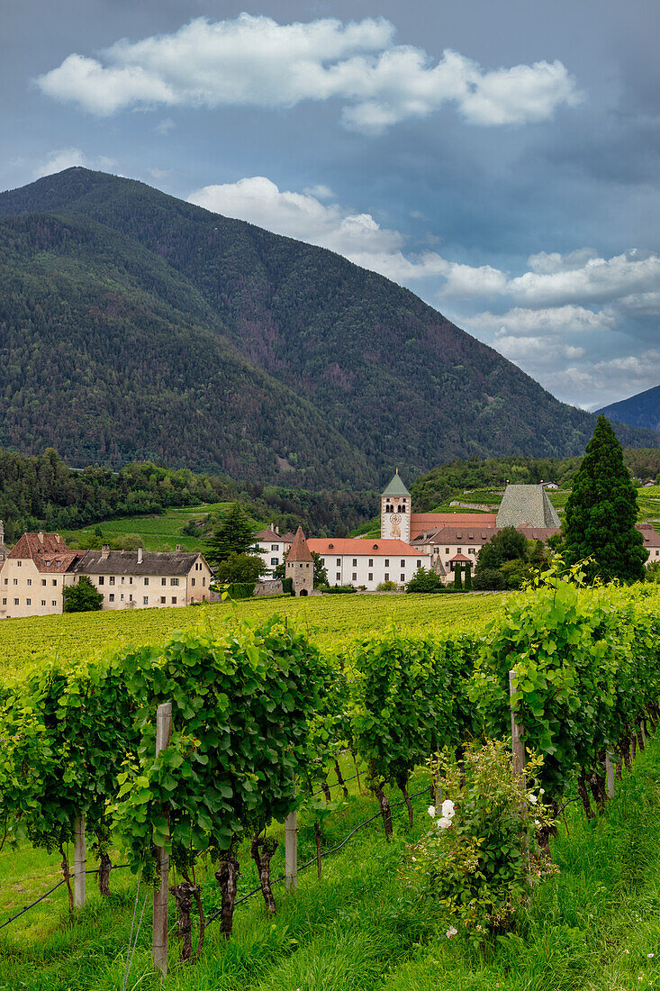 Vineyard around Neustift convent,in summer. Neustift Convent,Brixen,South Tyrol,Italy,Europe