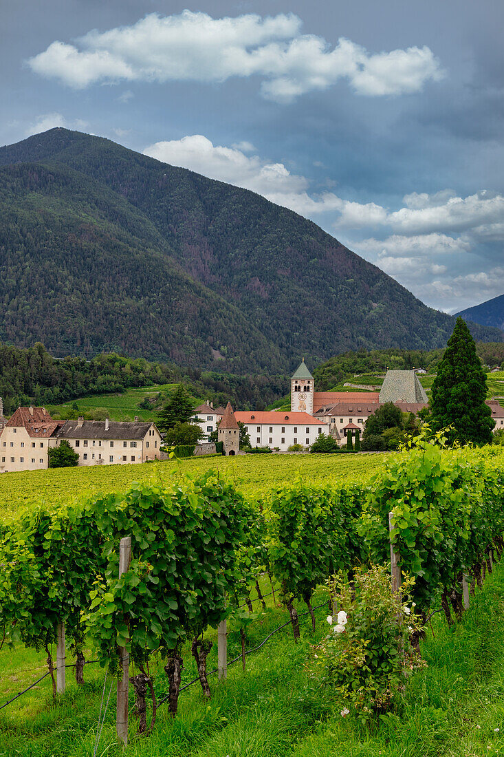 Weinberg um das Kloster Neustift, im Sommer. Kloster Neustift,Brixen,Südtirol,Italien,Europa