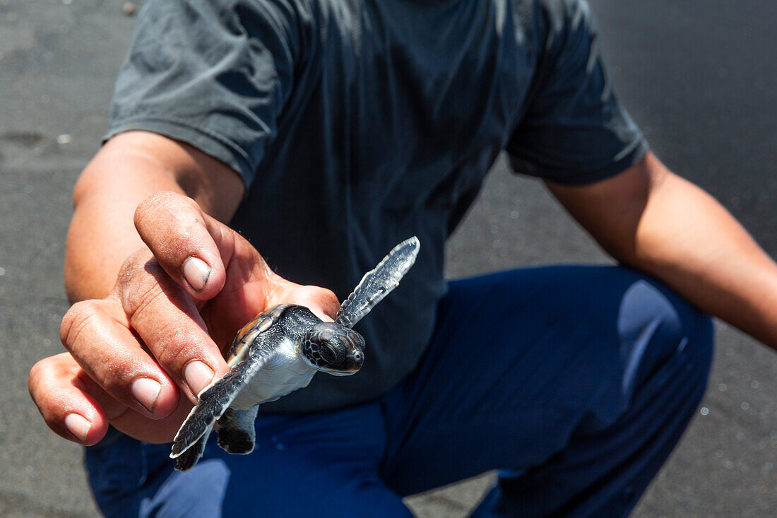 A researcher releases a green sea turtle hatchling (Chelonia mydas),Tangkoko National Reserve,Sulawesi,Indonesia,Southeast Asia,Asia