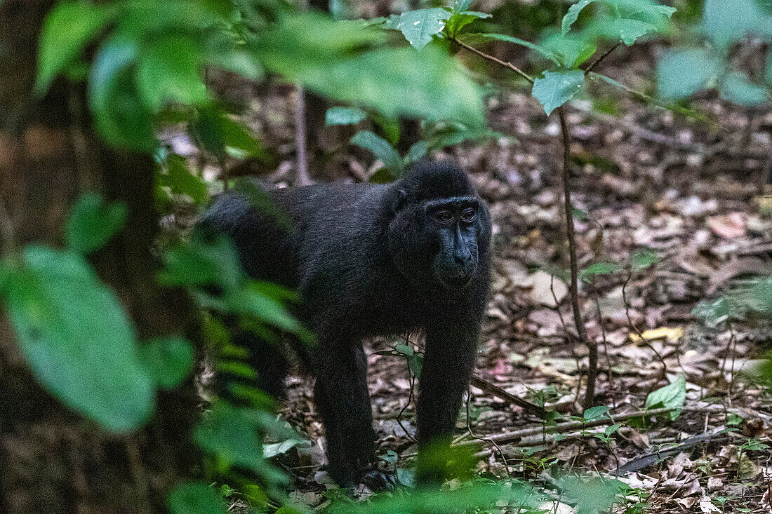 An adult male Celebes crested macaque (Macaca nigra),foraging in Tangkoko Batuangus Nature Reserve,Sulawesi,Indonesia,Southeast Asia,Asia