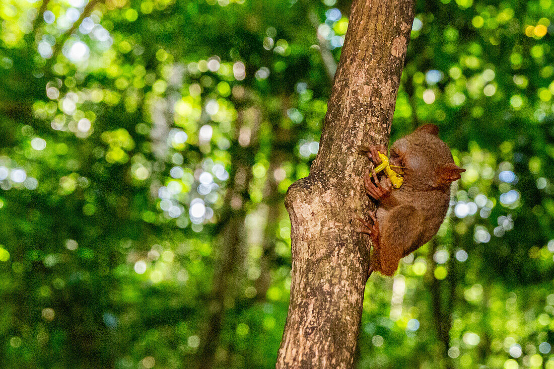 A Gursky's Spectral Tarsier (Tarsius spectrumgurskyae),eating a grasshopper in Tangkoko Batuangus Nature Reserve,Sulawesi,Indonesia,Southeast Asia,Asia