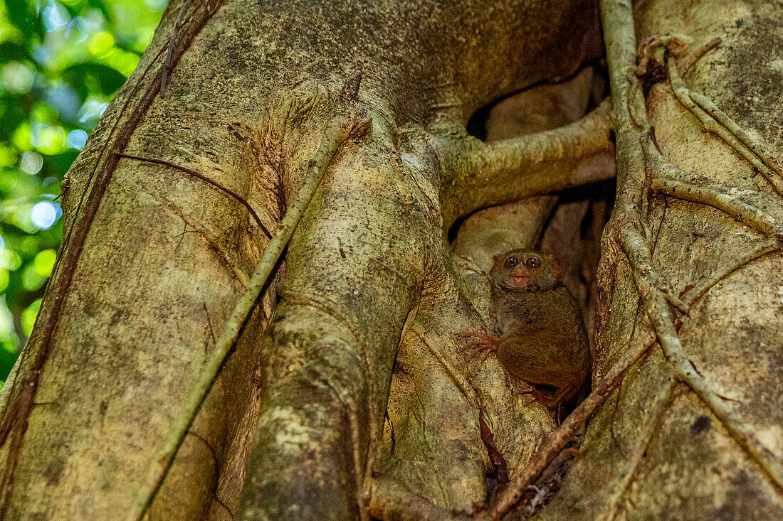 An adult Gursky's Spectral Tarsier (Tarsius spectrumgurskyae),in Tangkoko Batuangus Nature Reserve,Sulawesi,Indonesia,Southeast Asia,Asia