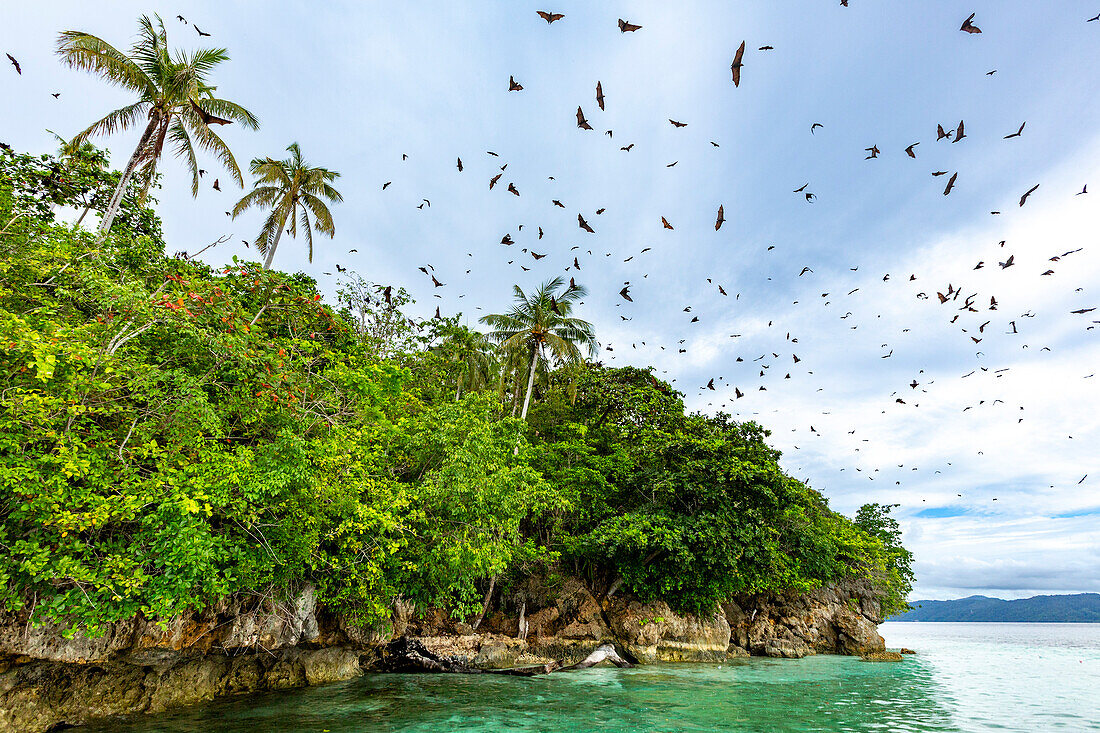 Common tube-nosed fruit bats (Nyctimene albiventer),in the air over Pulau Panaki,Raja Ampat,Indonesia,Southeast Asia,Asia