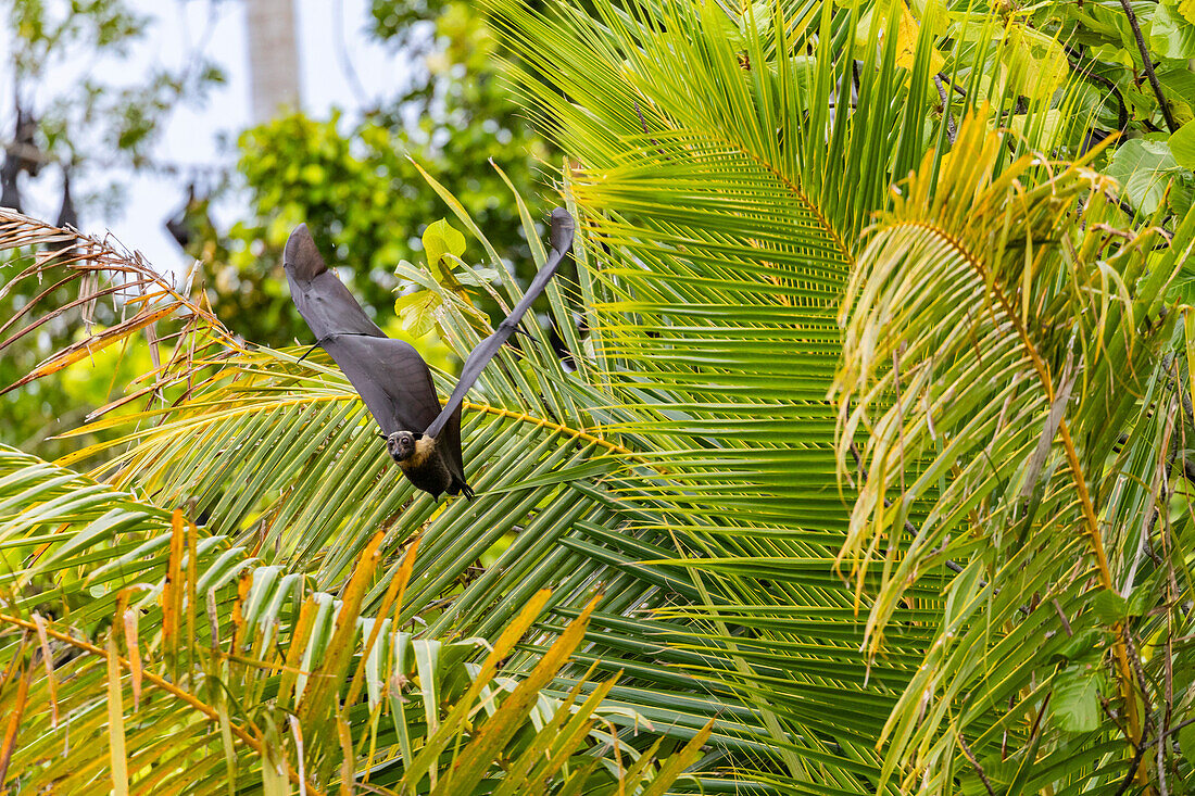 Röhrennasenfledermaus (Nyctimene albiventer), in der Luft auf Pulau Panaki, Raja Ampat, Indonesien, Südostasien, Asien