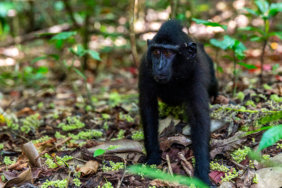 Junger Celebes-Schopfmakake (Macaca nigra), auf Nahrungssuche im Tangkoko Batuangus Naturreservat, Sulawesi, Indonesien, Südostasien, Asien