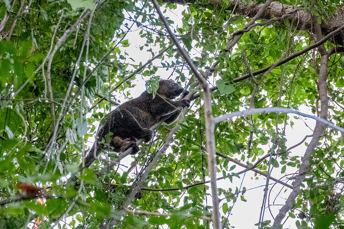 Ein erwachsener Sulawesi-Bärenkuskus (Ailerons ursinus), in einem Baum im Tangkoko Batuangus Nature Reserve, Sulawesi, Indonesien, Südostasien, Asien