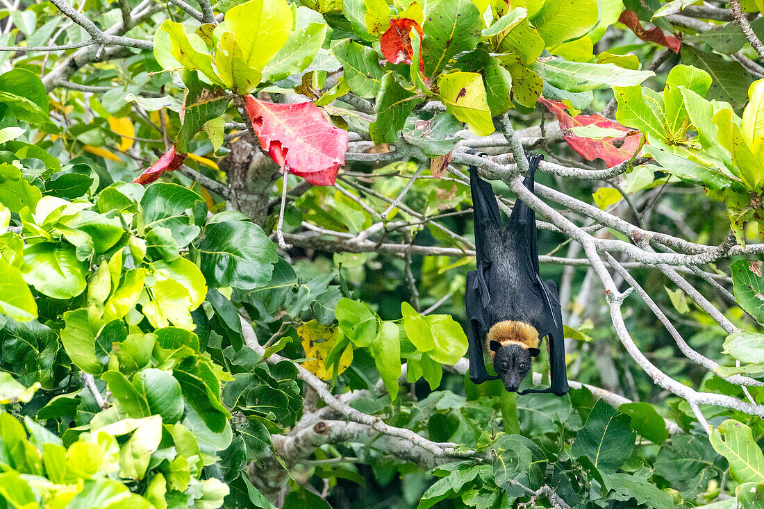 Röhrennasenfledermäuse (Nyctimene albiventer), Schlafplatz auf Pulau Panaki, Raja Ampat, Indonesien, Südostasien, Asien