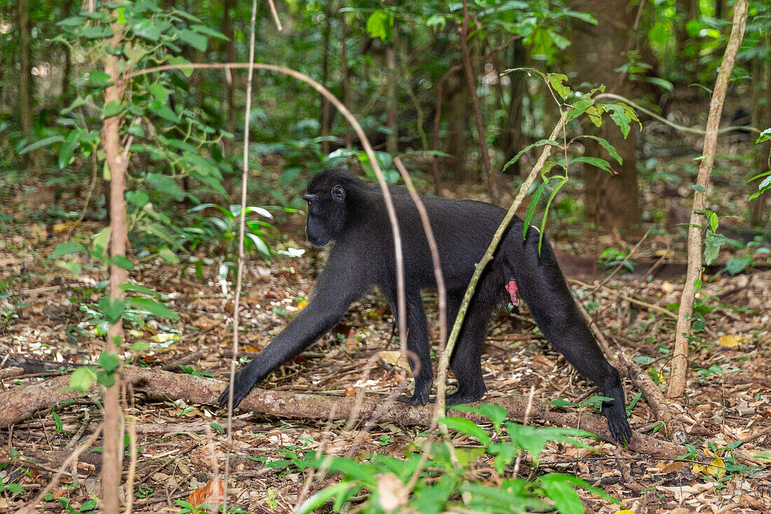 Young Celebes crested macaque (Macaca nigra),foraging in Tangkoko Batuangus Nature Reserve,Sulawesi,Indonesia,Southeast Asia,Asia