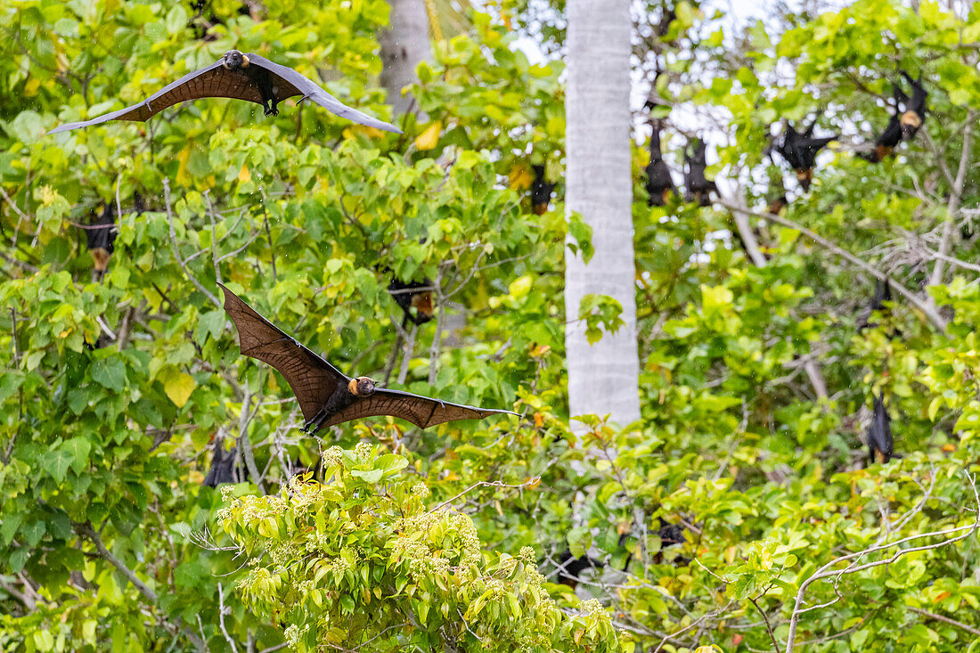 Gewöhnliche Röhrennasenfledermaus (Nyctimene albiventer), in der Luft auf Pulau Panaki, Raja Ampat, Indonesien, Südostasien, Asien