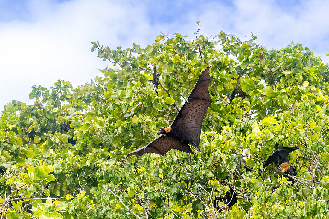 Common tube-nosed fruit bats (Nyctimene albiventer),in the air on Pulau Panaki,Raja Ampat,Indonesia,Southeast Asia,Asia