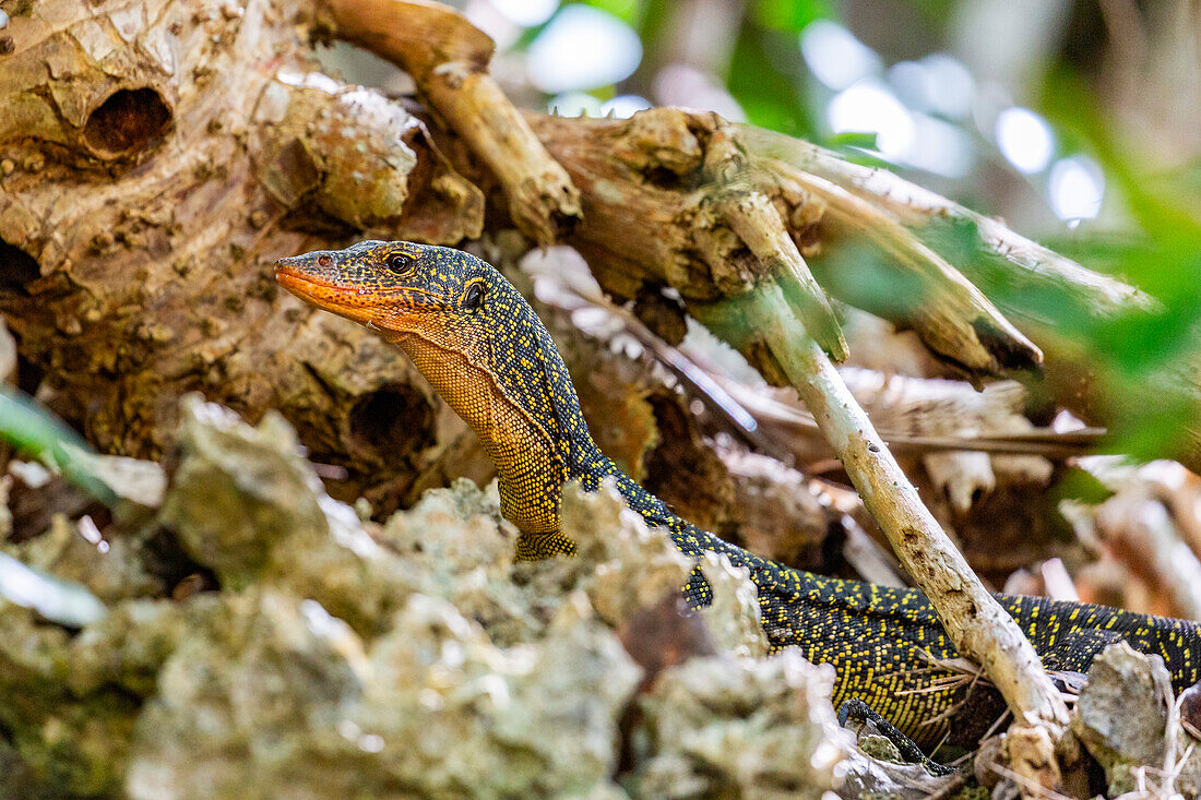 An adult Mangrove monitor (Varanus indicus),searching for food in Wayag Bay,Raja Ampat,Indonesia,Southeast Asia,Asia