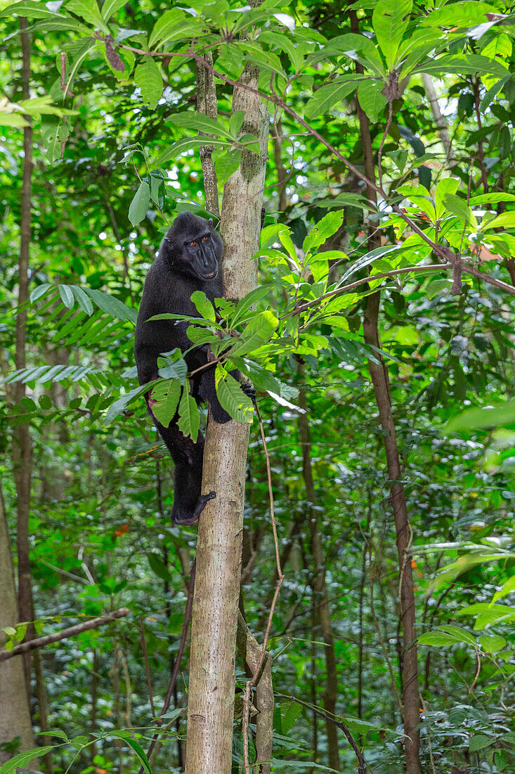 Ausgewachsener männlicher Celebes-Schopfmakak (Macaca nigra), bei der Futtersuche im Tangkoko Batuangus Nature Reserve, Sulawesi, Indonesien, Südostasien, Asien