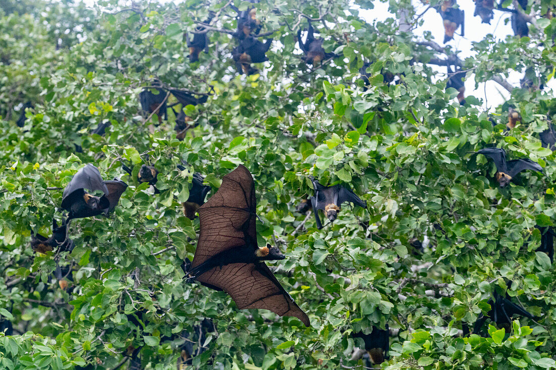 Röhrennasen-Fledermäuse (Nyctimene albiventer), in der Luft über Pulau Panaki, Raja Ampat, Indonesien, Südostasien, Asien