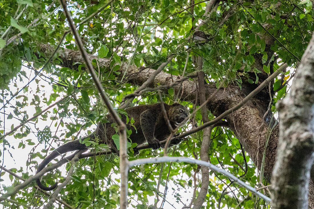 Ein erwachsener Sulawesi-Bärenkuskus (Ailerons ursinus), in einem Baum im Tangkoko Batuangus Nature Reserve, Sulawesi, Indonesien, Südostasien, Asien