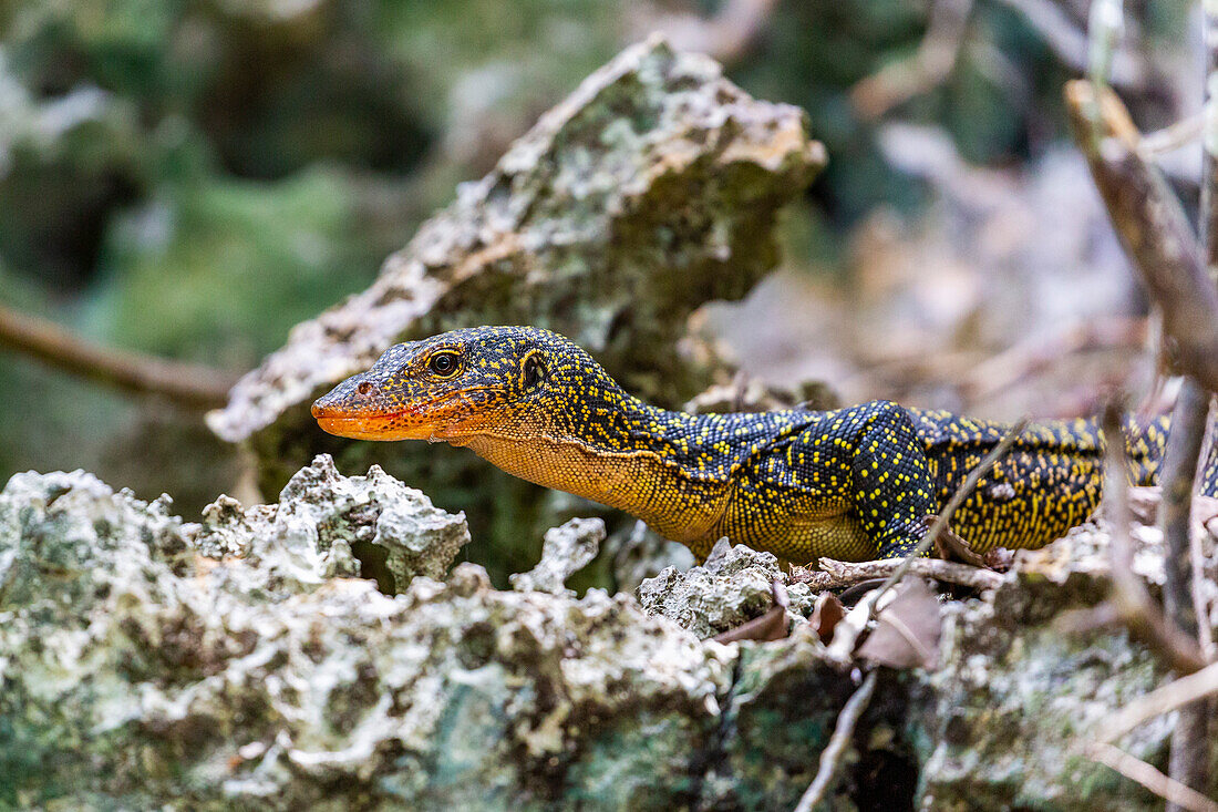 An adult Mangrove monitor (Varanus indicus) searching for food in Wayag Bay,Raja Ampat,Indonesia,Southeast Asia,Asia