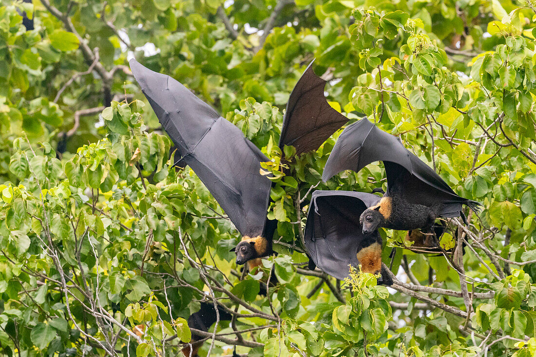 Common tube-nosed fruit bats (Nyctimene albiventer) in the air over Pulau Panaki,Raja Ampat,Indonesia,Southeast Asia,Asia