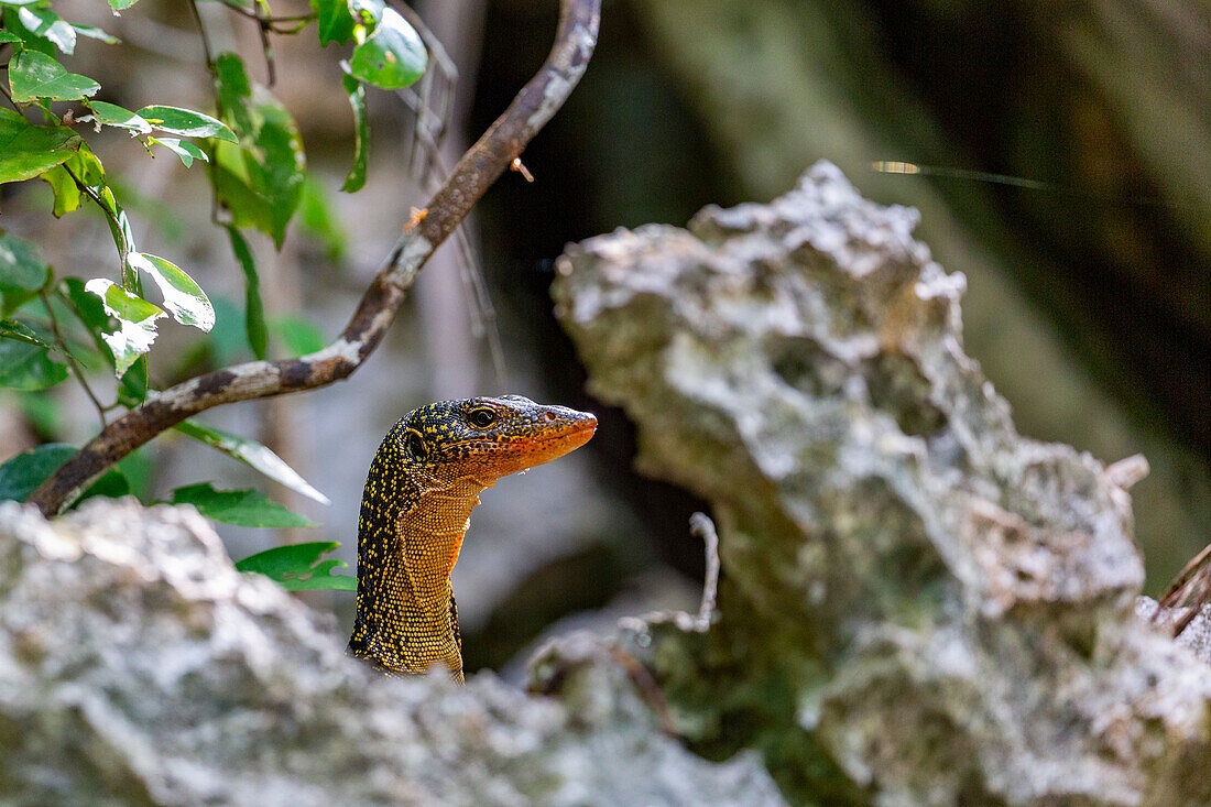 An adult Mangrove monitor (Varanus indicus),searching for food in Wayag Bay,Raja Ampat,Indonesia,Southeast Asia,Asia