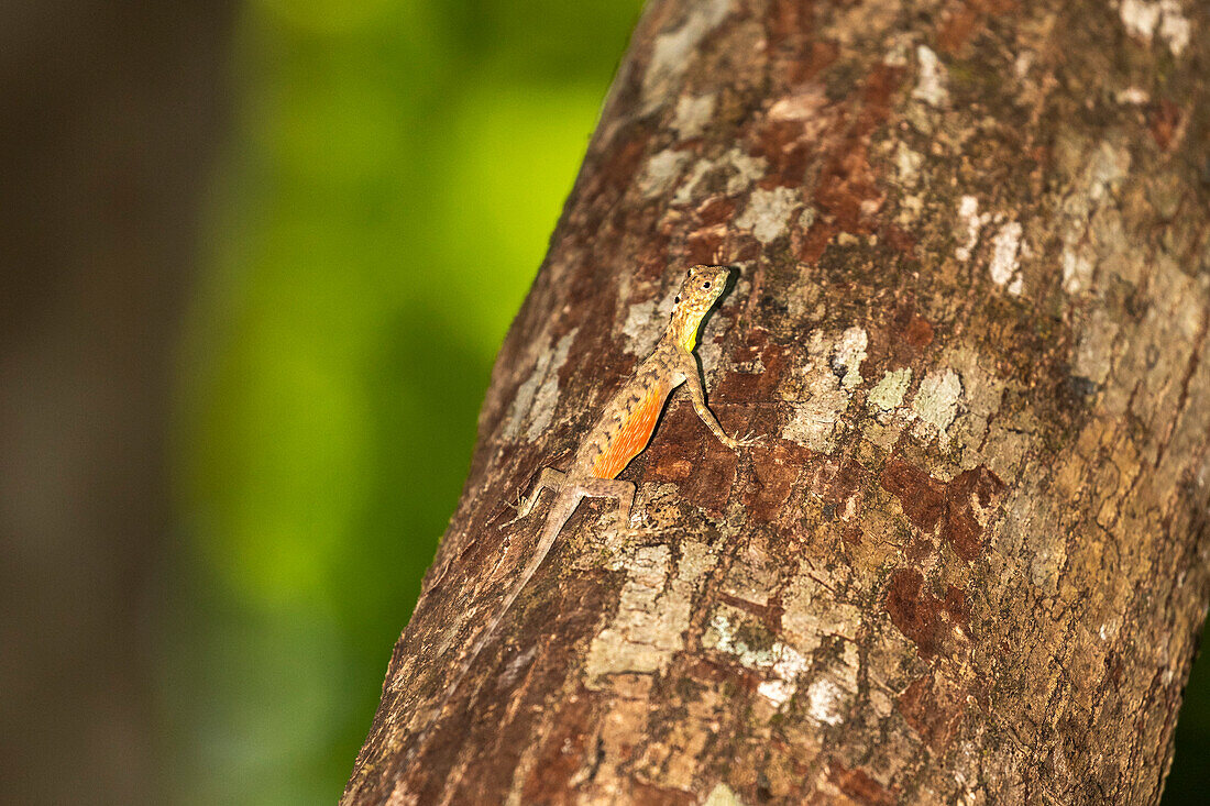 Ein fliegender Drache, Draco spp, eine baumbewohnende insektenfressende Agamideidechse im Tangkoko Batuangus Naturreservat, Sulawesi, Indonesien, Südostasien, Asien