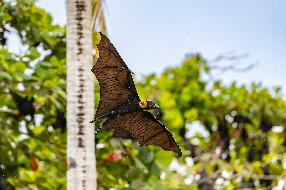 Röhrennasen-Fledermaus (Nyctimene albiventer), in der Luft über Pulau Panaki, Raja Ampat, Indonesien, Südostasien, Asien