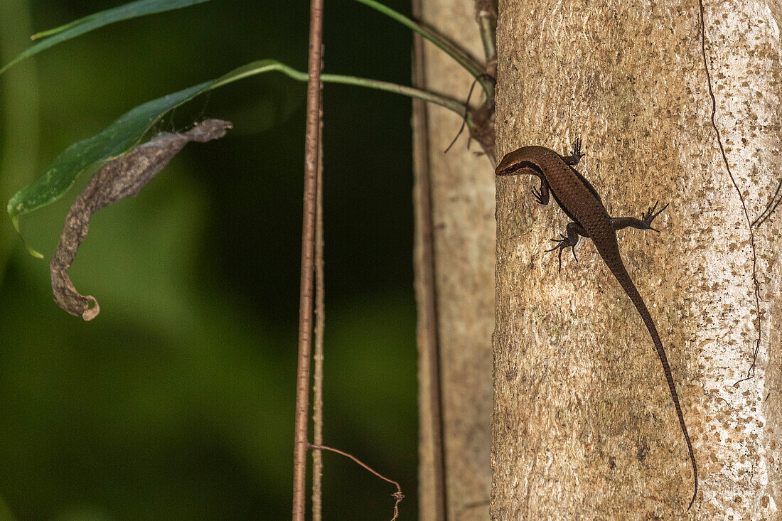 An adult common sun skink (Eutropis multifaciata),on a tree in Tangkoko Batuangus Nature Reserve,Sulawesi,Indonesia,Southeast Asia,Asia