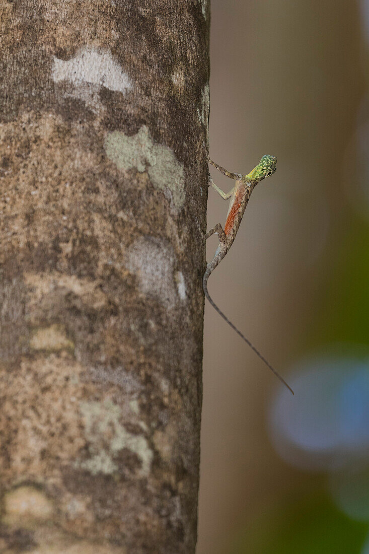 Ein fliegender Drache (Draco spp), eine insektenfressende, baumbewohnende Eidechse im Tangkoko Batuangus Naturreservat, Sulawesi, Indonesien, Südostasien, Asien