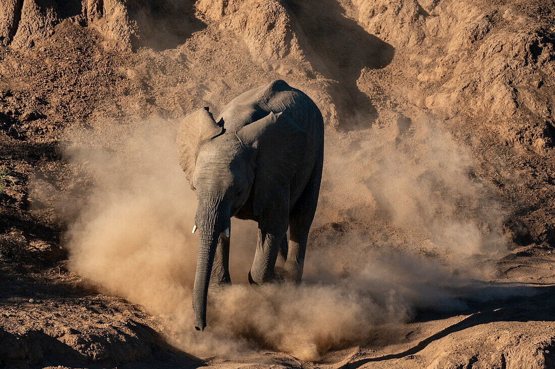 Afrikanisches Elefantenkalb (Loxodonta africana) läuft im Staub, Mashatu Game Reserve, Botswana.