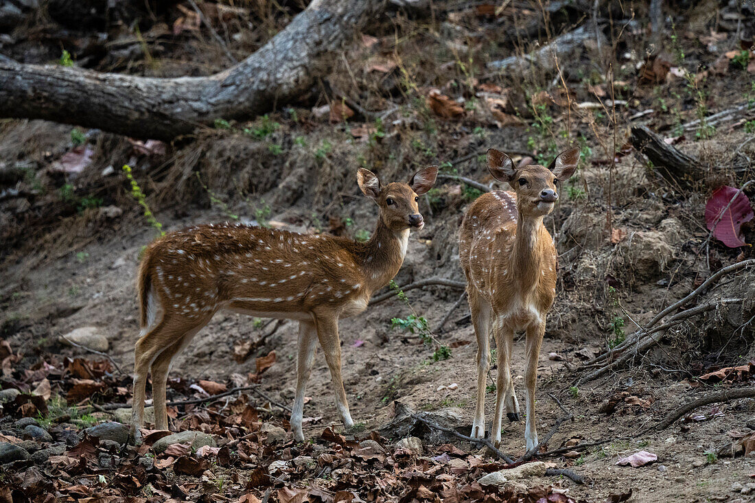 Achsenhirsch (Cervus axis), Bandhavgarh National Park, Indien.