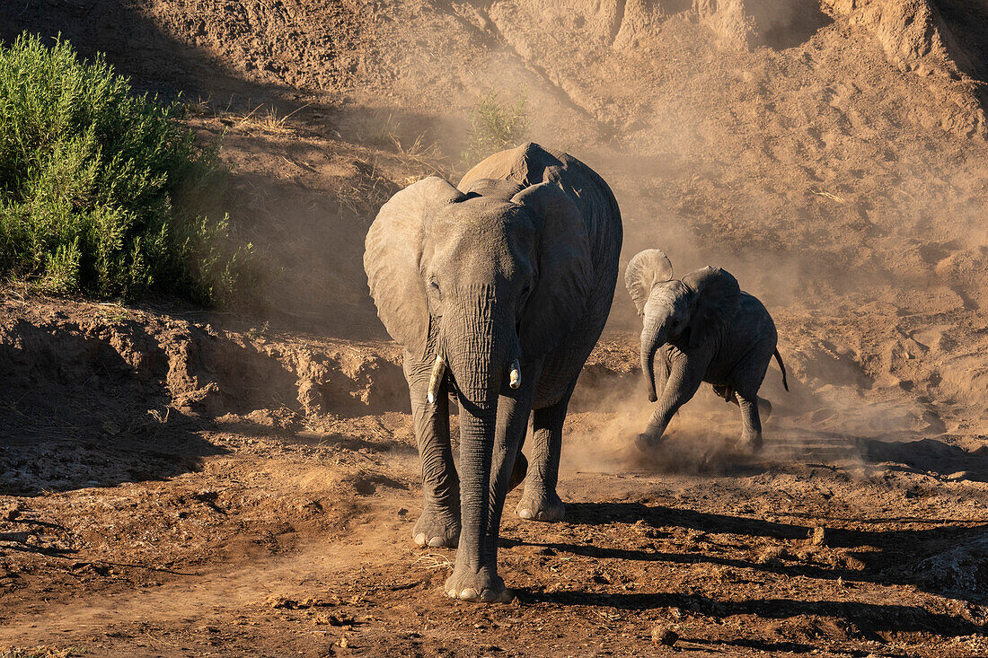 African elephant (Loxodonta africana) and calf,Mashatu Game Reserve,Botswana.