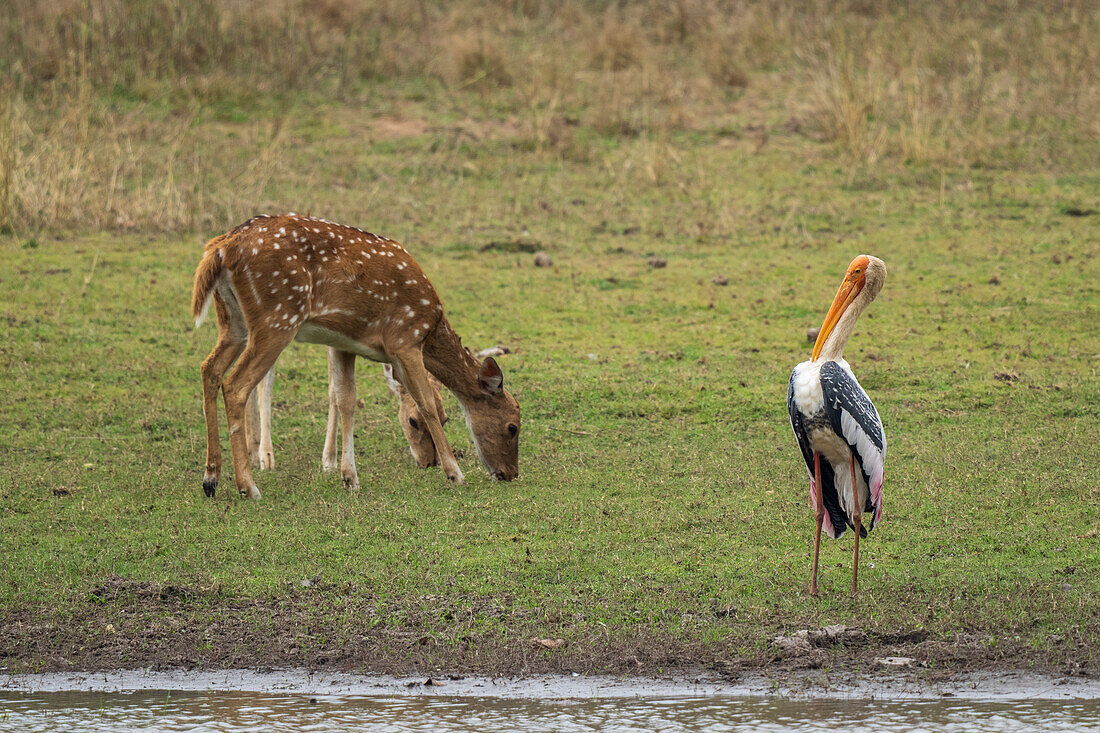 Axis deers (Cervus axis) grazing and a Painted Stork (Mycteria leucocephala),Bandhavgarh National Park,India.