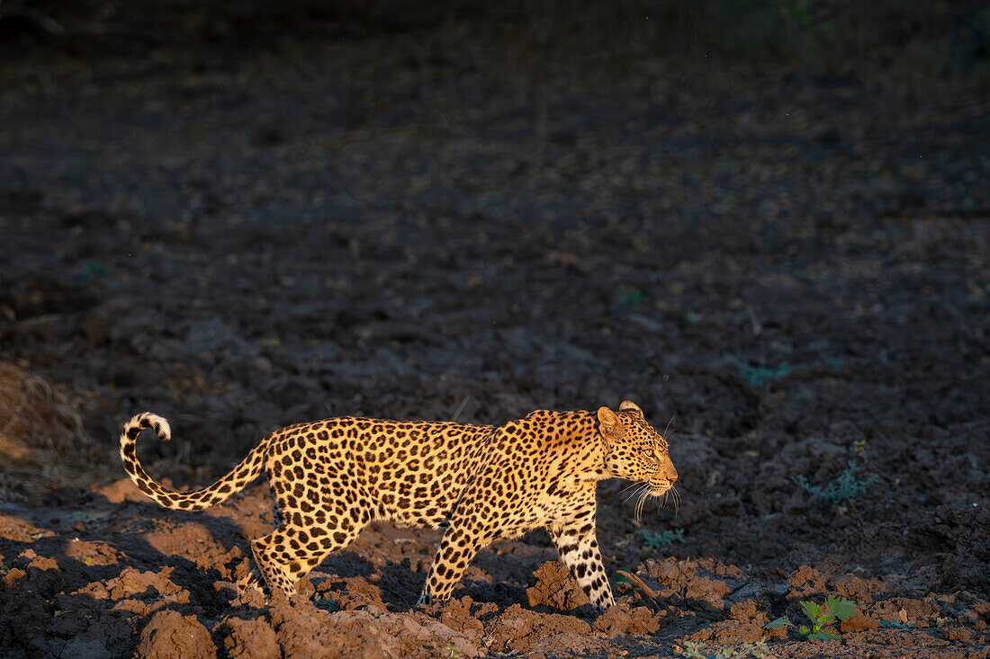 Leopard (Panthera pardus),Mashatu Game Reserve,Botswana.