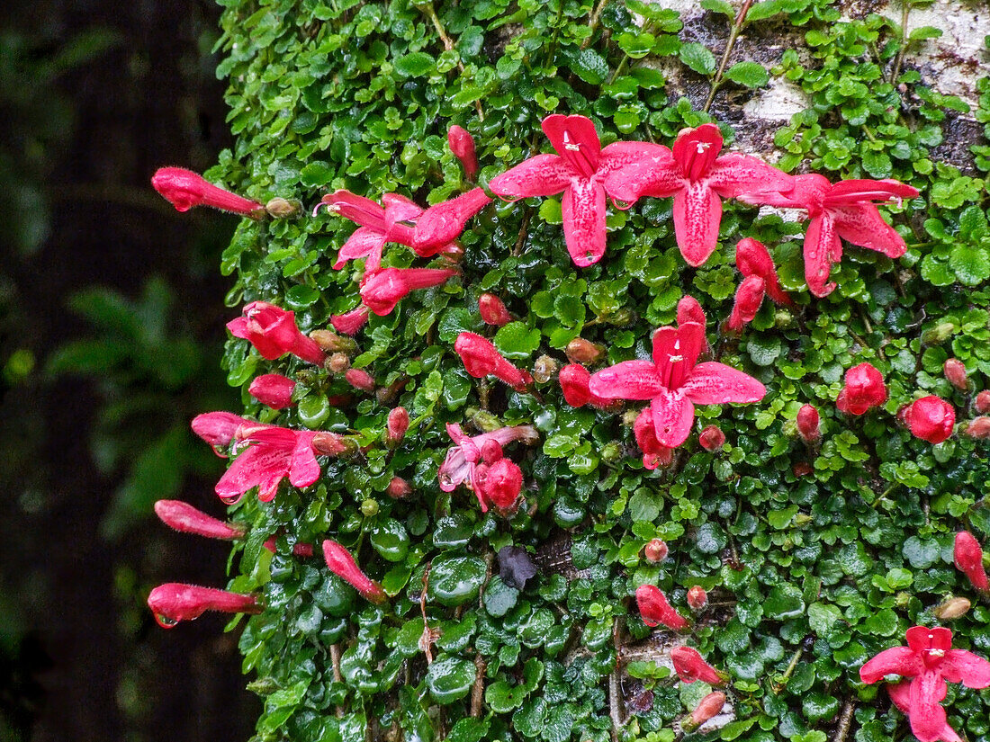 Asteranthera ovata flowers in bloom on the trunk of a tree in the Quitralco Esturary in Chile.