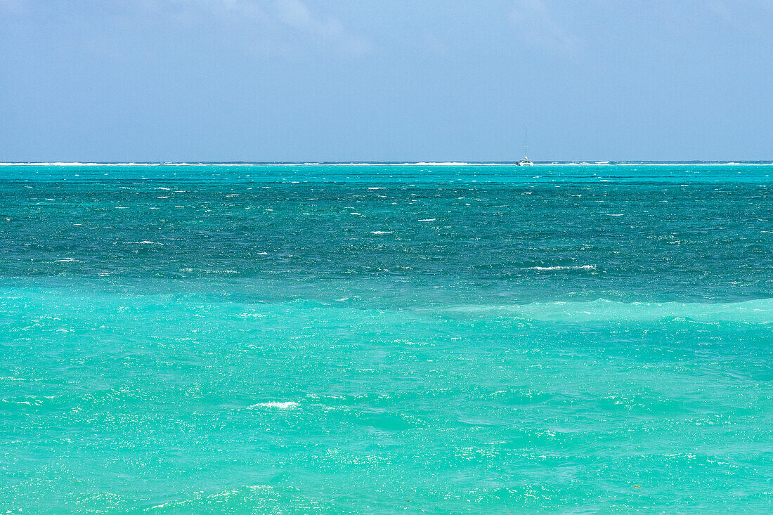 Schildkrötengraswiesen und Riffe auf sandigem Grund in klarem, flachem Wasser innerhalb des Belize Barrier Reefs in der Karibik, Belize.